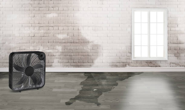 Best Carpet water damage restoration  in Hardeeville, SC